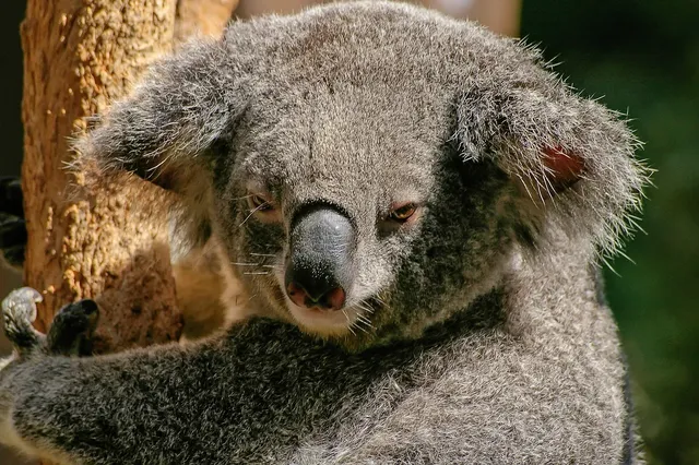 foto Travesseiro Amigo Koala (Pillow Friends)