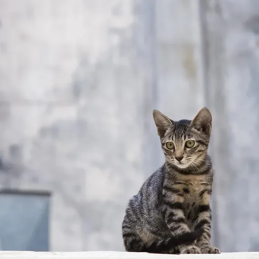 cats