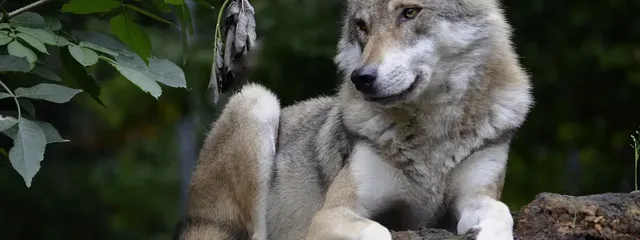 pack