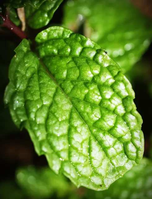 NIVEA_LIP_Menta