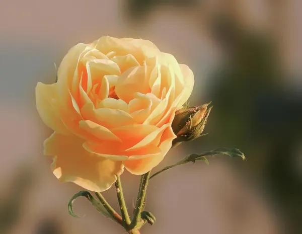 Black Rose