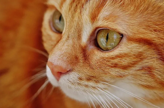 cats