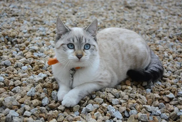 Conjunto Gatinha e Borboletas Branco - Bicho Bagunça