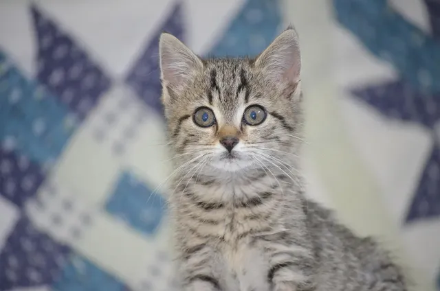 Conjunto Gatinha e Borboletas Branco - Bicho Bagunça
