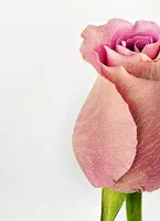 Oxford Floral Confort