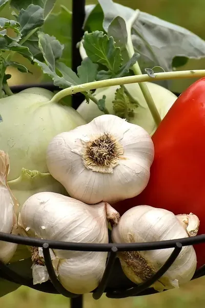 Veggetti_Clamshell_3D_111813_HR